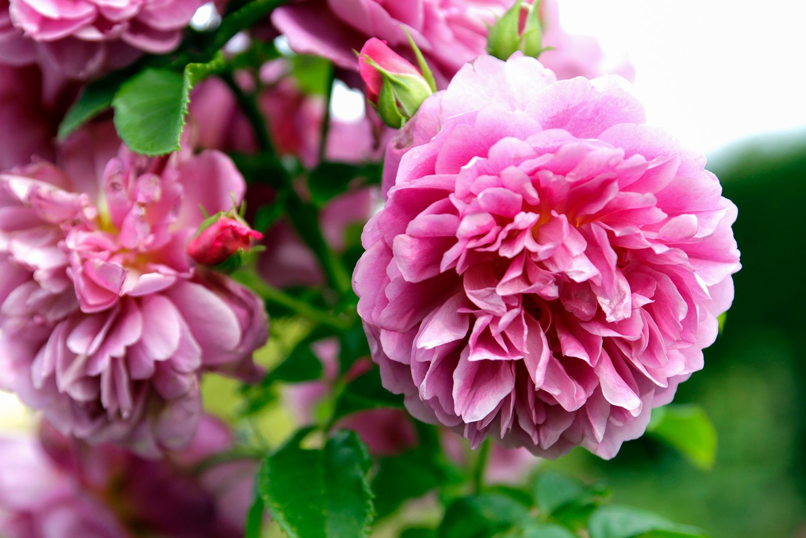 Top 10 Flowers Famous For It's Mesmerizing Aroma In The World